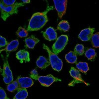 RCSD1 Antibody in Immunocytochemistry (ICC/IF)