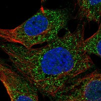 TEX38 Antibody in Immunocytochemistry (ICC/IF)