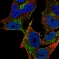 YIPF1 Antibody in Immunocytochemistry (ICC/IF)