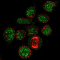 PDZD7 Antibody in Immunocytochemistry (ICC/IF)
