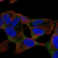 RUNDC3B Antibody in Immunocytochemistry (ICC/IF)