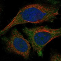 TULP2 Antibody in Immunocytochemistry (ICC/IF)