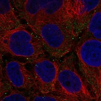 Fancd2os Antibody in Immunocytochemistry (ICC/IF)