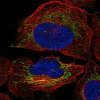 NGRN Antibody in Immunocytochemistry (ICC/IF)