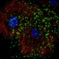 KLHDC7B Antibody in Immunocytochemistry (ICC/IF)