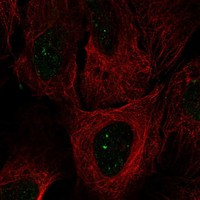 SMIM2 Antibody in Immunocytochemistry (ICC/IF)