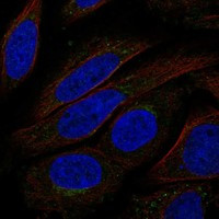 TMEM168 Antibody in Immunocytochemistry (ICC/IF)