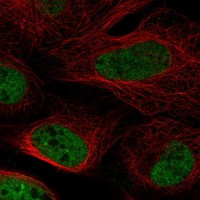 POU5F2 Antibody in Immunocytochemistry (ICC/IF)