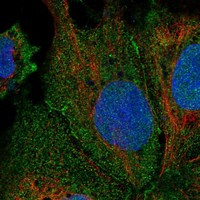 LRRC9 Antibody in Immunocytochemistry (ICC/IF)
