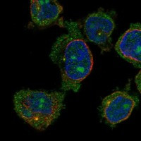 CCDC168 Antibody in Immunocytochemistry (ICC/IF)