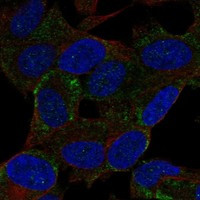 BEX2 Antibody in Immunocytochemistry (ICC/IF)