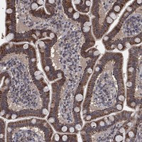 MRPS24 Antibody in Immunohistochemistry (Paraffin) (IHC (P))