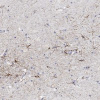 SNTG2 Antibody in Immunohistochemistry (Paraffin) (IHC (P))