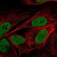 SAP30L Antibody in Immunocytochemistry (ICC/IF)