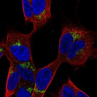 PANK3 Antibody in Immunocytochemistry (ICC/IF)