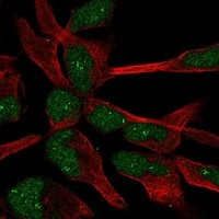 ZNF154 Antibody in Immunocytochemistry (ICC/IF)