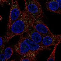 GPHA2 Antibody in Immunocytochemistry (ICC/IF)