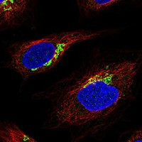 SNX29 Antibody in Immunocytochemistry (ICC/IF)