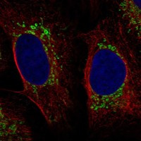 SDHAF3 Antibody in Immunocytochemistry (ICC/IF)
