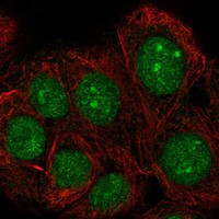 TAF1D Antibody in Immunocytochemistry (ICC/IF)