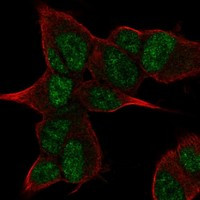 ANGEL2 Antibody in Immunocytochemistry (ICC/IF)