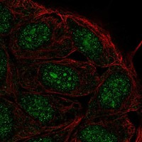 FAM193B Antibody in Immunocytochemistry (ICC/IF)