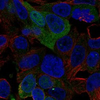 AMDHD1 Antibody in Immunocytochemistry (ICC/IF)