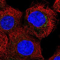 COG7 Antibody in Immunocytochemistry (ICC/IF)
