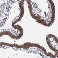 TMTC4 Antibody in Immunohistochemistry (Paraffin) (IHC (P))