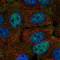 FAM222A Antibody in Immunocytochemistry (ICC/IF)