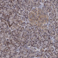 GPSM1 Antibody in Immunohistochemistry (Paraffin) (IHC (P))