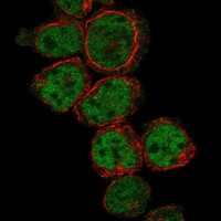 PRDM10 Antibody in Immunocytochemistry (ICC/IF)