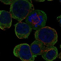 LRTM2 Antibody in Immunocytochemistry (ICC/IF)
