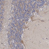 SLC48A1 Antibody in Immunohistochemistry (Paraffin) (IHC (P))