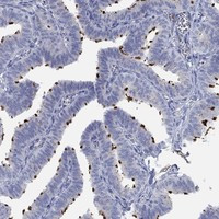 TEKT4 Antibody in Immunohistochemistry (Paraffin) (IHC (P))