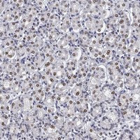 TOR1AIP1 Antibody in Immunohistochemistry (Paraffin) (IHC (P))