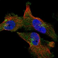 CCDC147 Antibody in Immunocytochemistry (ICC/IF)