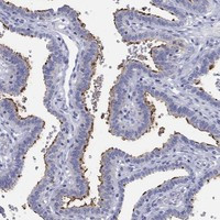 ERICH3 Antibody in Immunohistochemistry (Paraffin) (IHC (P))