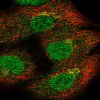 THAP10 Antibody in Immunocytochemistry (ICC/IF)