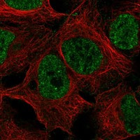 ELL3 Antibody in Immunocytochemistry (ICC/IF)