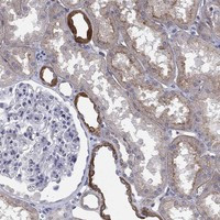 TINAG Antibody in Immunohistochemistry (Paraffin) (IHC (P))