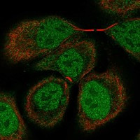 ORP7 Antibody in Immunocytochemistry (ICC/IF)