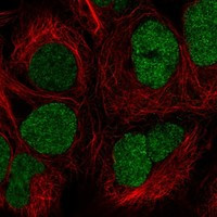 FBXL19 Antibody in Immunocytochemistry (ICC/IF)