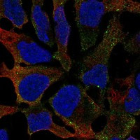 GALNT16 Antibody in Immunocytochemistry (ICC/IF)