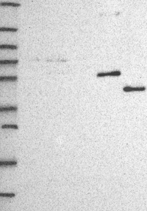 CYP3A7 Antibody in Western Blot (WB)