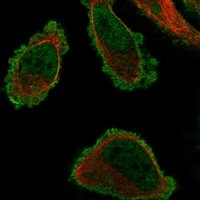 TMEM101 Antibody in Immunocytochemistry (ICC/IF)