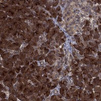 TMEM33 Antibody in Immunohistochemistry (Paraffin) (IHC (P))
