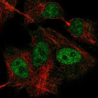 GTF3C1 Antibody in Immunocytochemistry (ICC/IF)