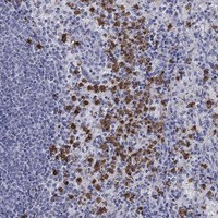 IGSF8 Antibody in Immunohistochemistry (Paraffin) (IHC (P))