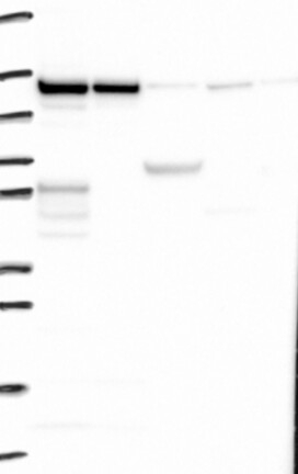 ZC3H7B Antibody in Western Blot (WB)